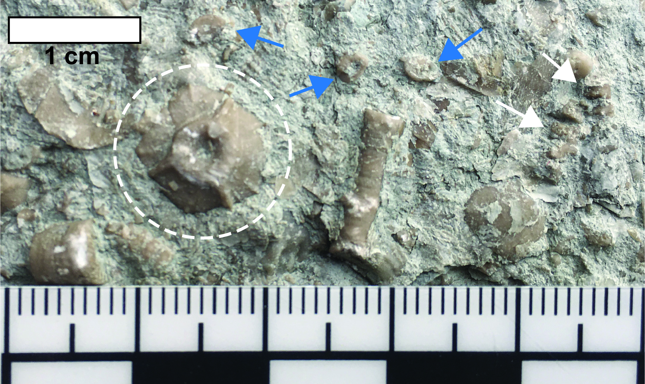 Platycrinites penicillus in Ste. Genevieve bedrock sample.